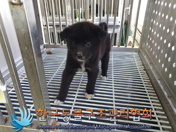 한국동물구조관리협회_411304202400693