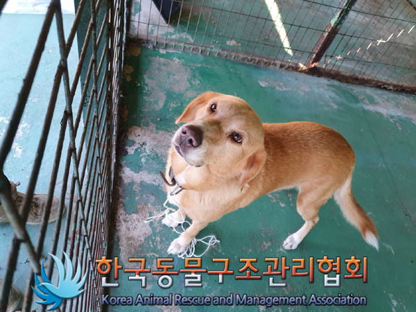 한국동물구조관리협회_441406202402189