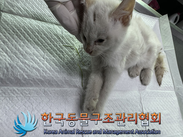 한국동물구조관리협회_441559202401412