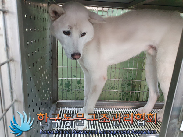 한국동물구조관리협회_441398202400610