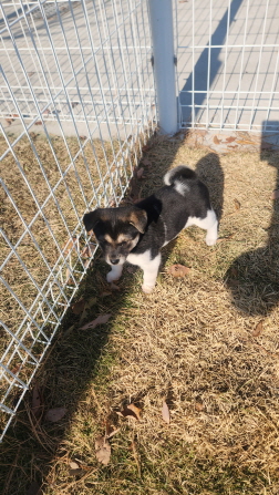 보호중 믹스견의 가…