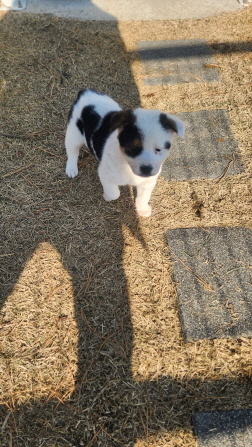 보호중 믹스견의 가…