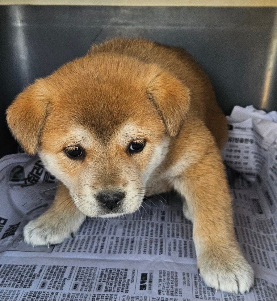 신안군유기동물보호소_446501202400418