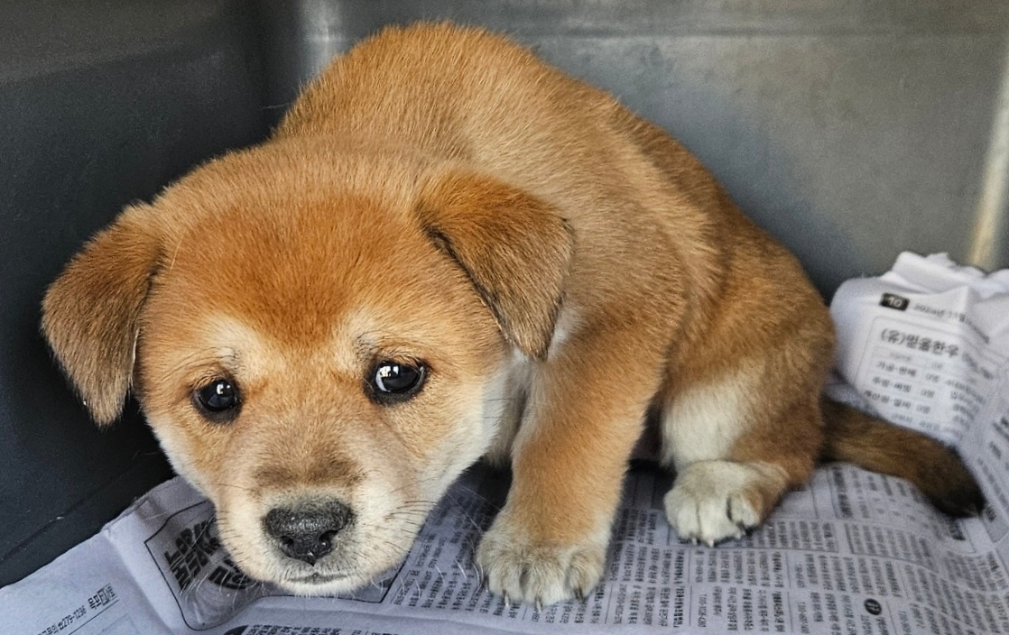 신안군유기동물보호소_446501202400419