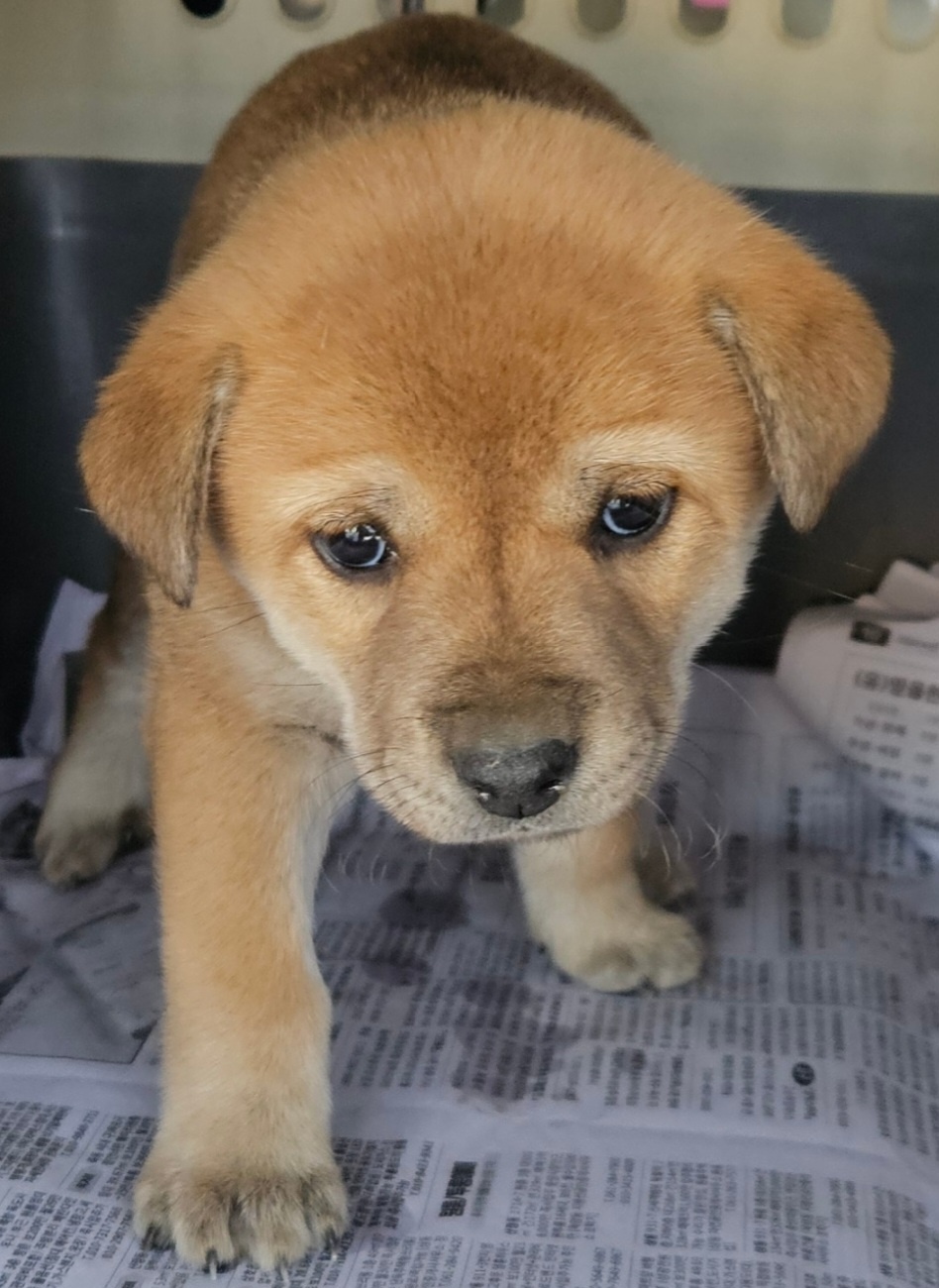 종료(자연사) 믹스…