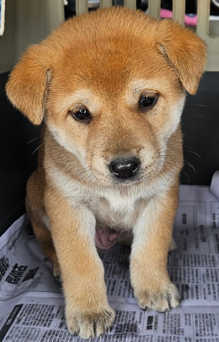 신안군유기동물보호소_446501202400424