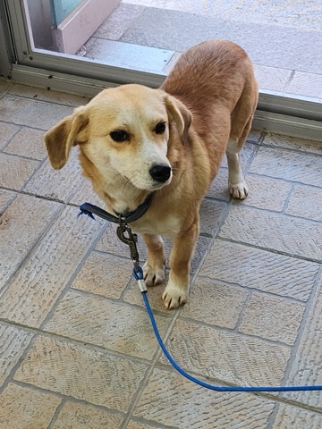 영주시 동물보호센터_447509202400364