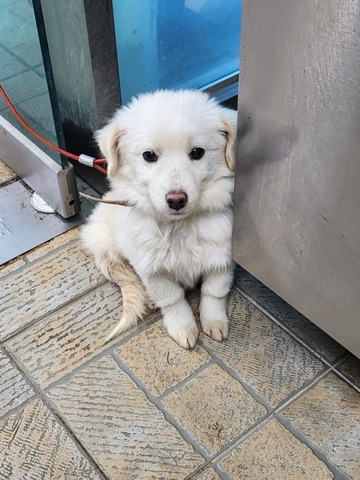 영주시 동물보호센터_447509202400365