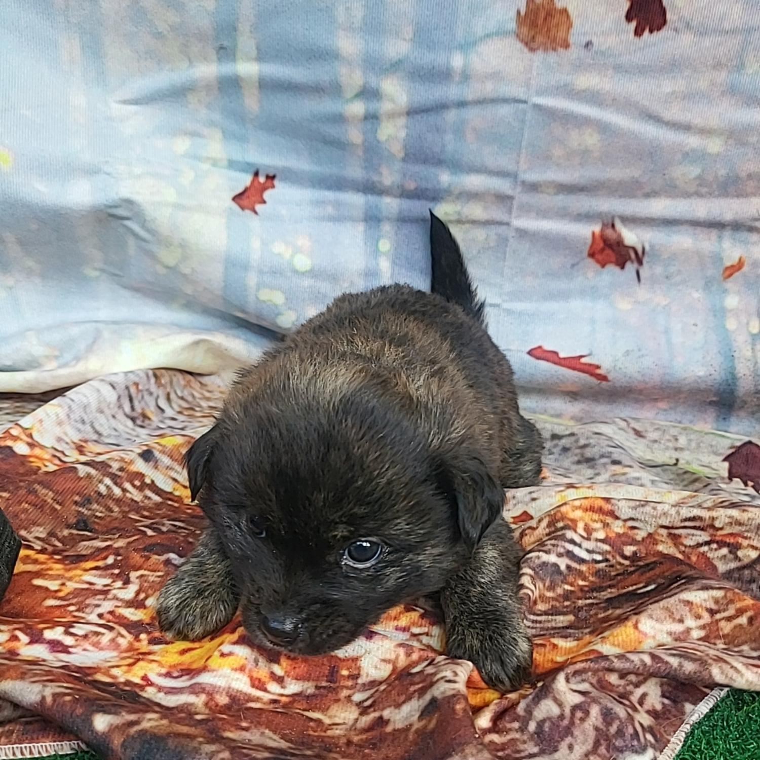 종료(자연사) 믹스…