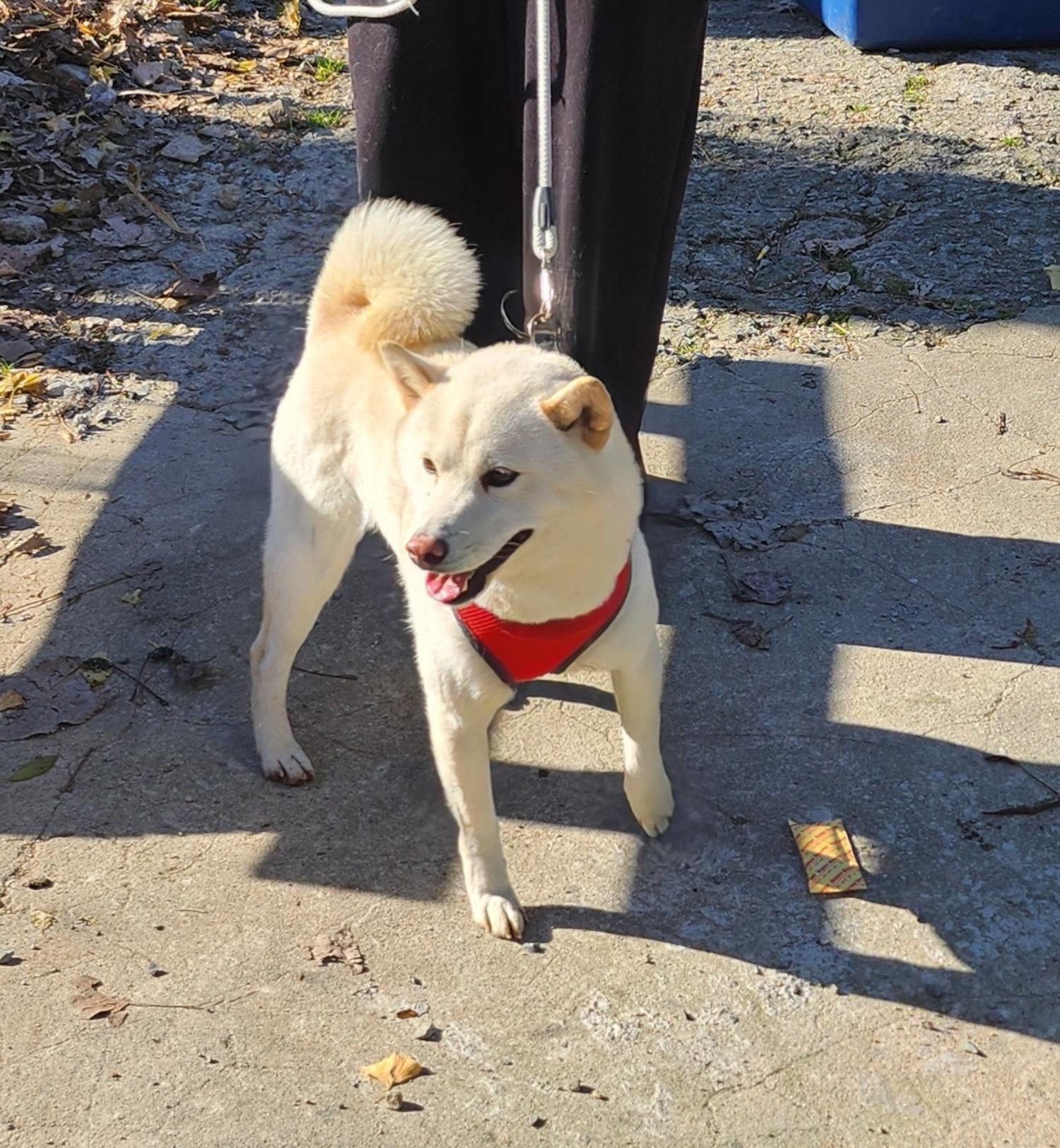 울산유기동물보호센터_431372202400694