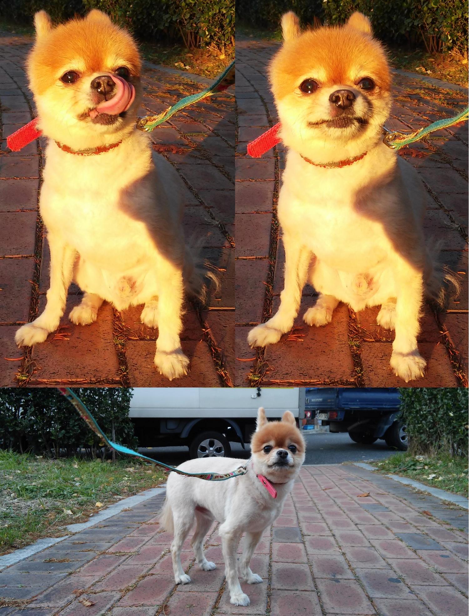 종료(반환) 포메라…