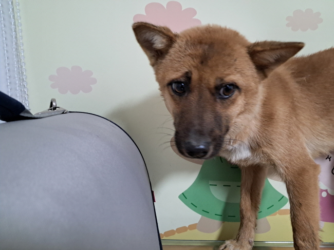 진주시동물보호센터_448531202402990