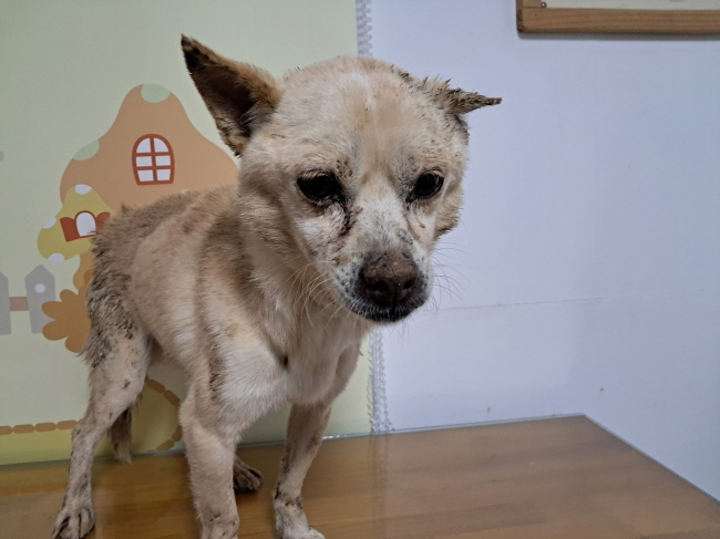 보호중 믹스견의 가…