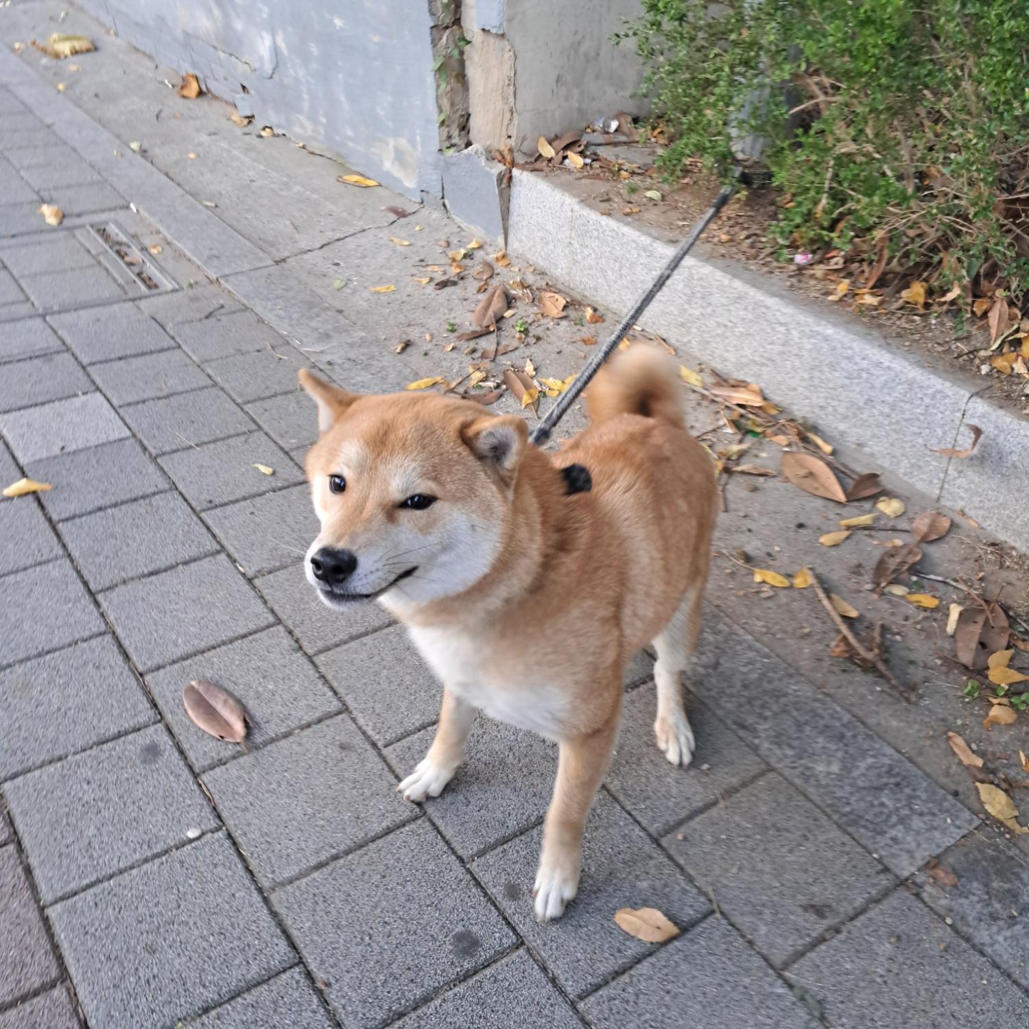 동물보호관리협회_426329202400813