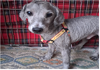 (사)동물보호관리협회_448535202401759