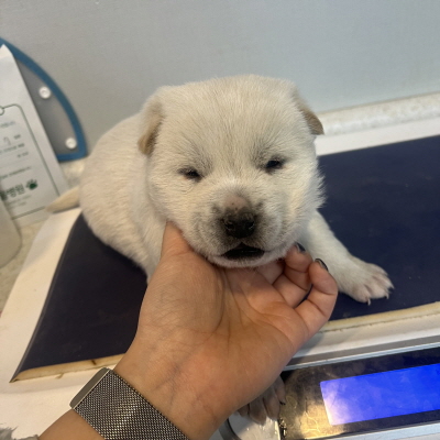 보호중 믹스견의 가…