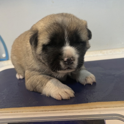 보호중 믹스견의 가…