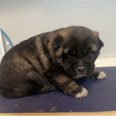 보호중 믹스견의 가…