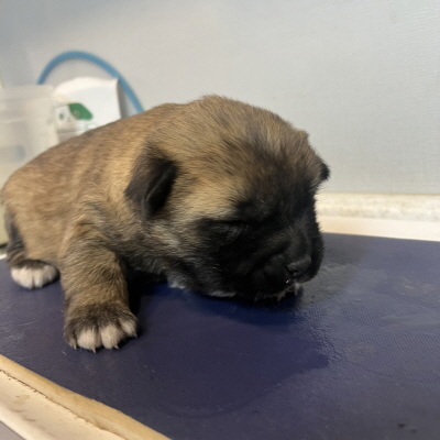 보호중 믹스견의 가…