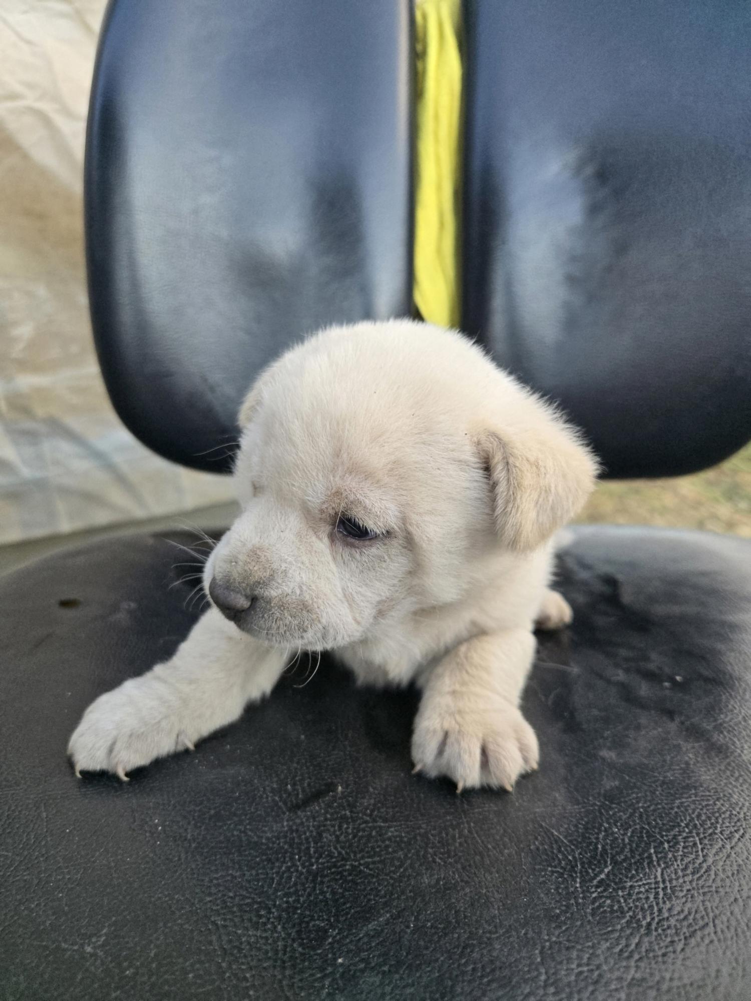 종료(자연사) 믹스…