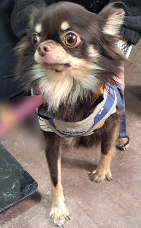 수원시 동물보호센터_441374202401545