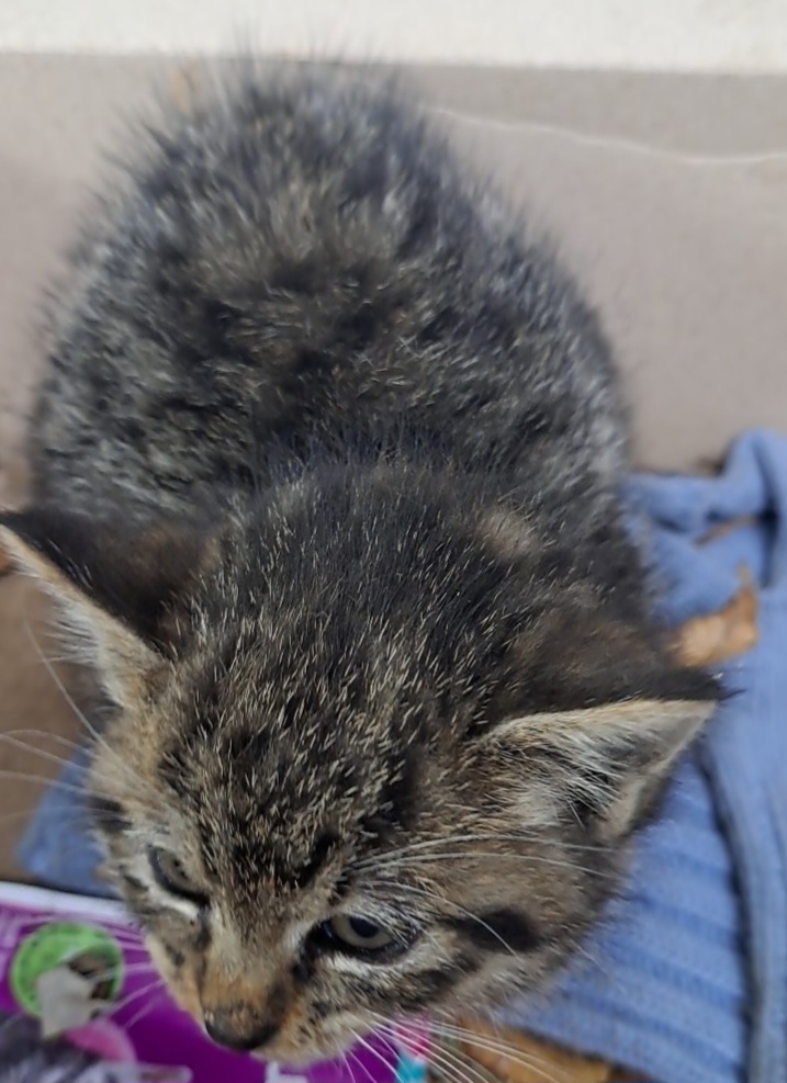 보호중 한국 고양이…