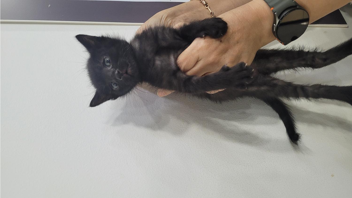[고양이] 한국 고양이 대구-서구-2024-00533 유기동물 배경 이미지 입니다.