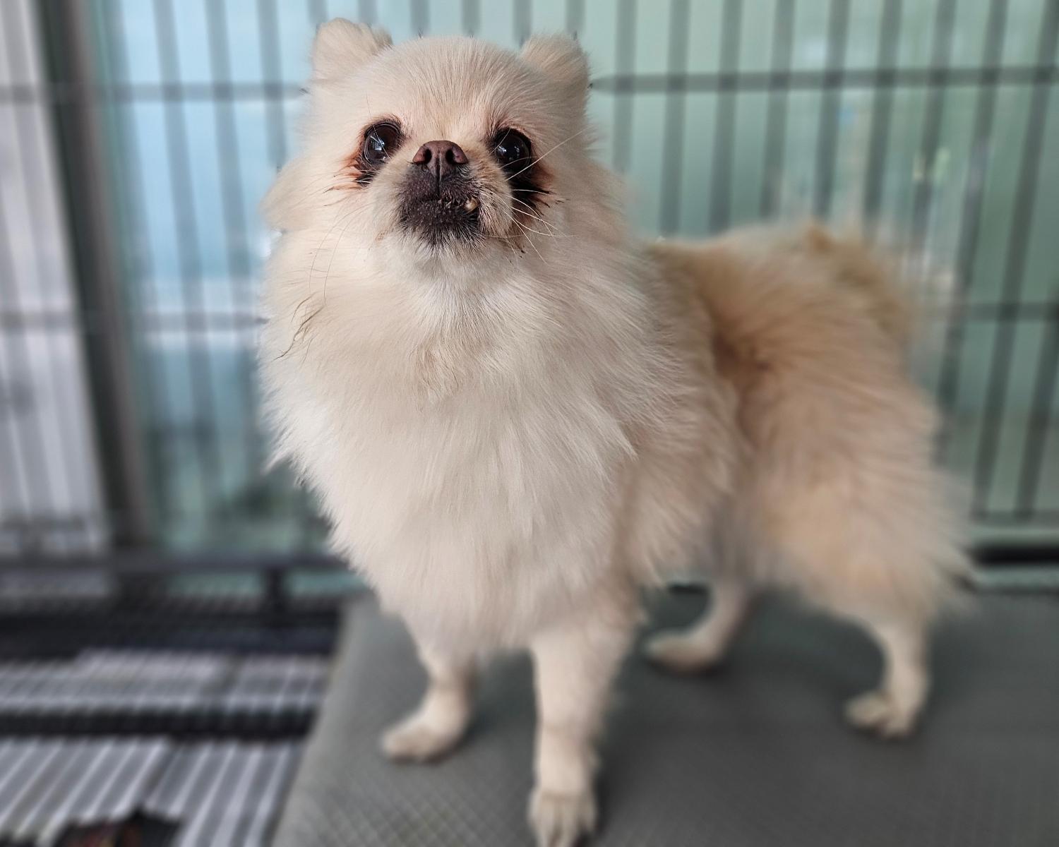 창원유기동물보호소_448567202401410