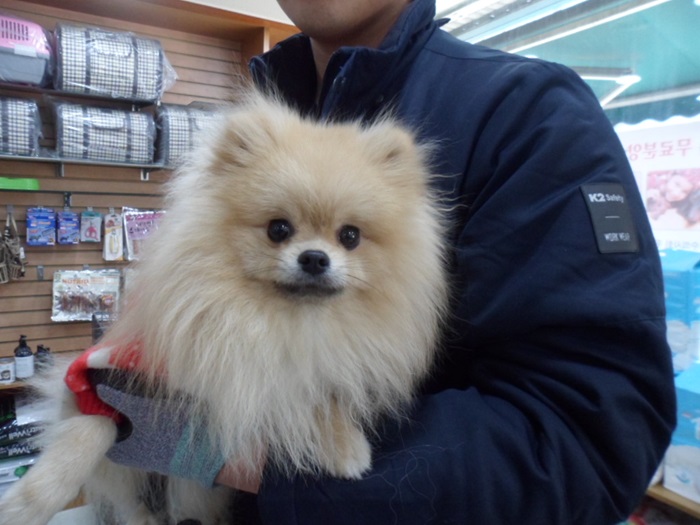 종료(반환) 포메라…