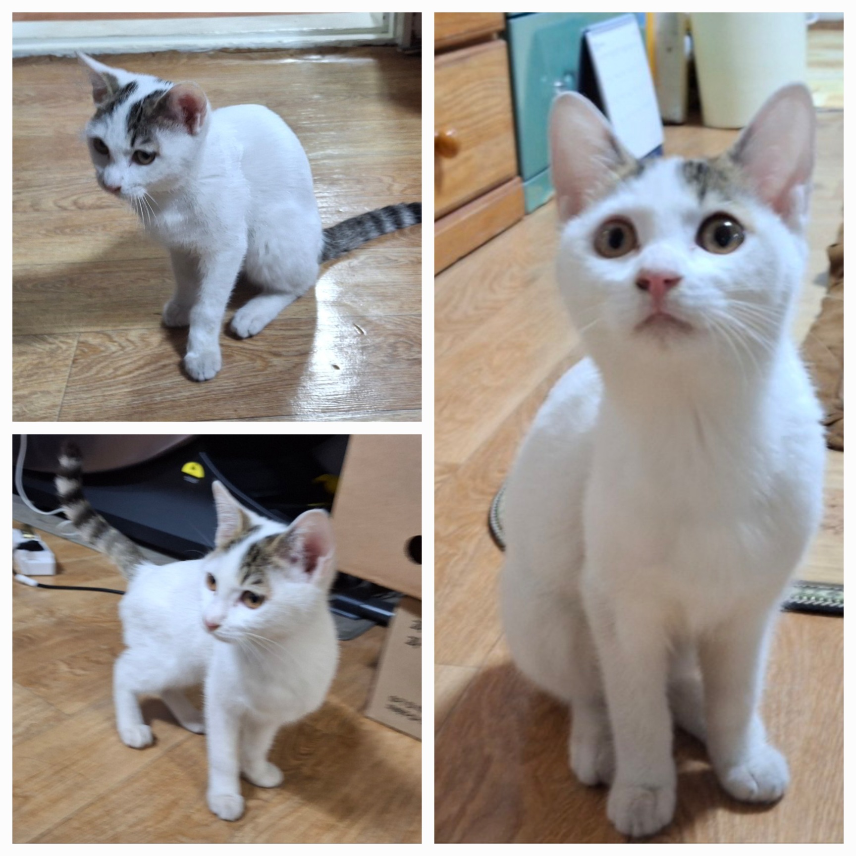 유기동물보호소_446481202401414