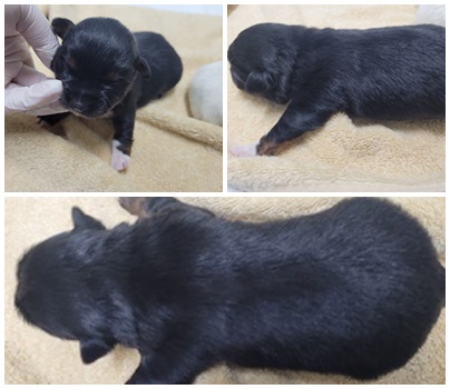 종료(자연사) 믹스…