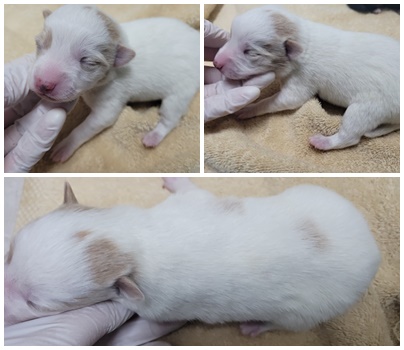 논산시 동물보호센터_444454202401147
