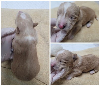 논산시 동물보호센터_444454202401148