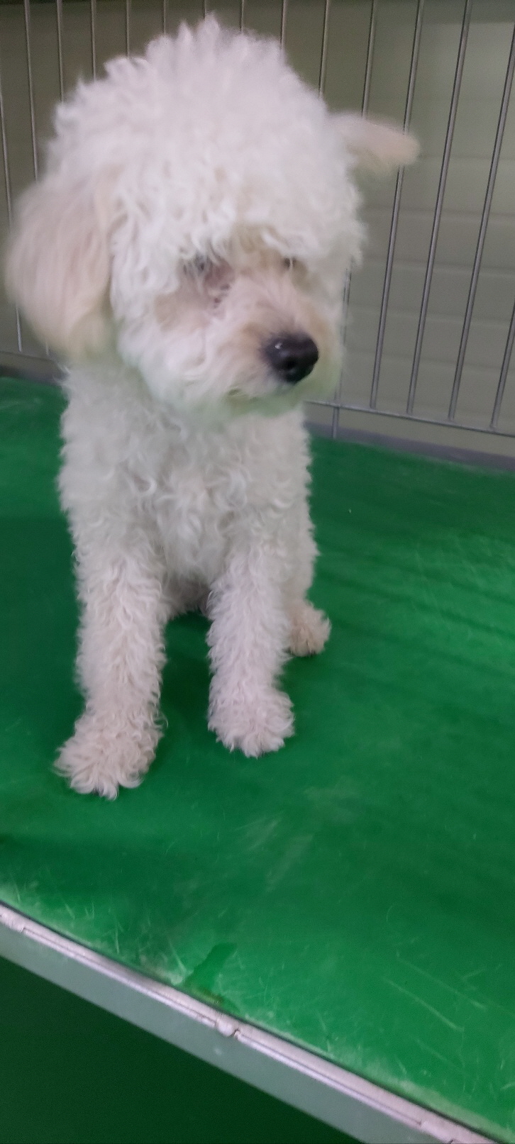 보령시유기동물보호소_444451202401270