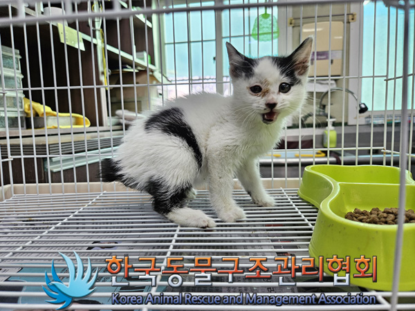 종료(입양) 한국 …