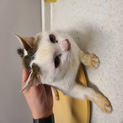 사단법인 동부_426340202400530