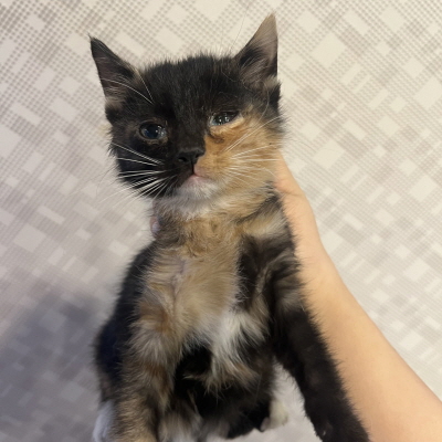 동부유기동물보호협회_426333202400719