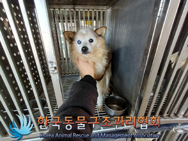 한국동물구조관리협회_441382202400836