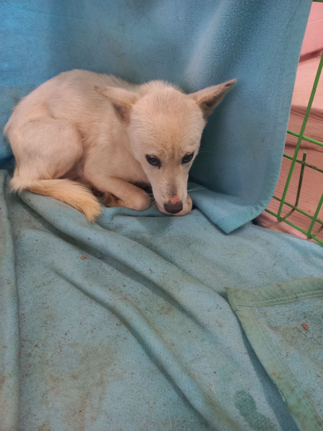 보호중 믹스견의 가…