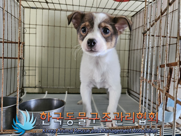 한국동물구조관리협회_411315202400690