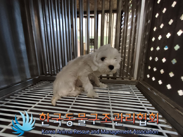 한국동물구조관리협회_441414202401017