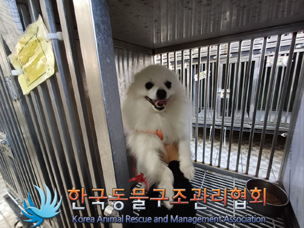 종료(반환) 포메라…