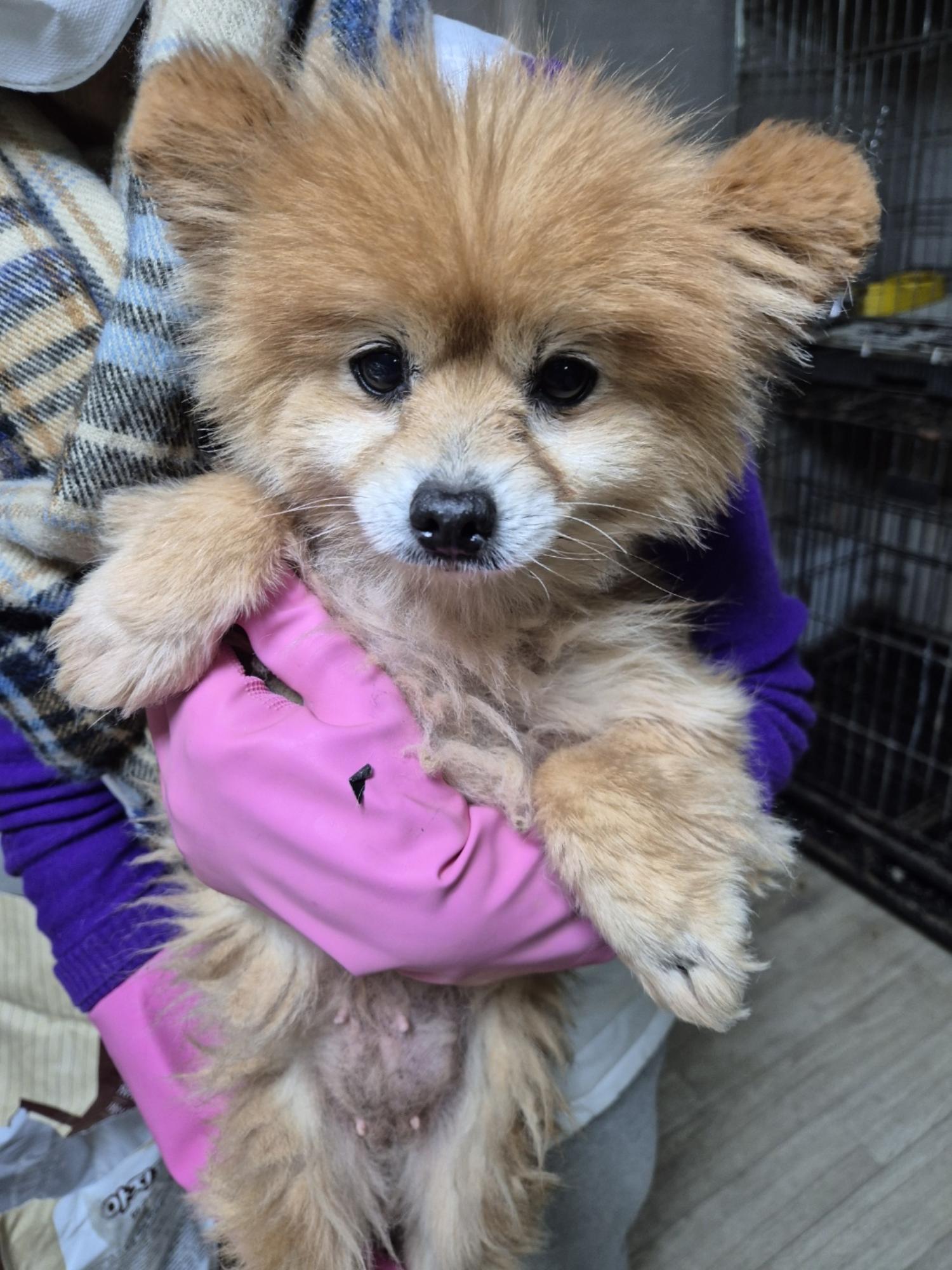 종료(입양) 포메라…