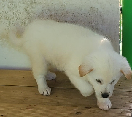 영천유기동물보호센터_447510202400865