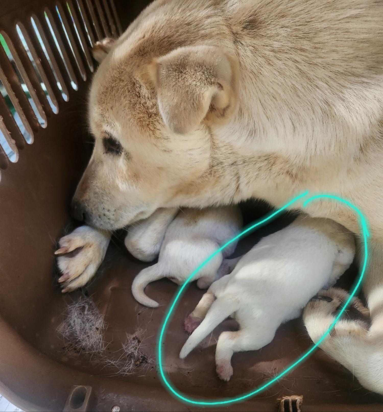울산유기동물보호센터_431373202402054