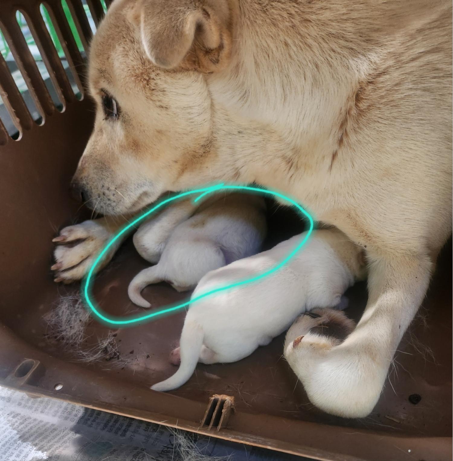울산유기동물보호센터_431373202402055
