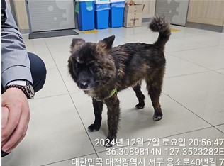 종료(반환) 믹스견…