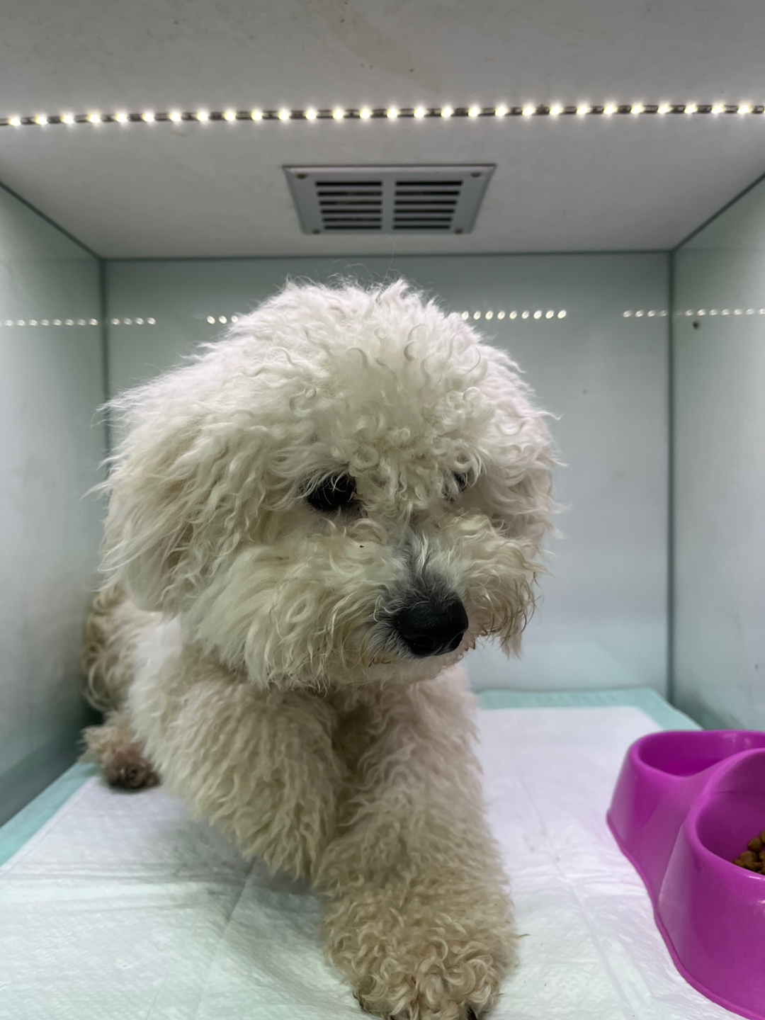 24시아이동물메디컬_441386202401887