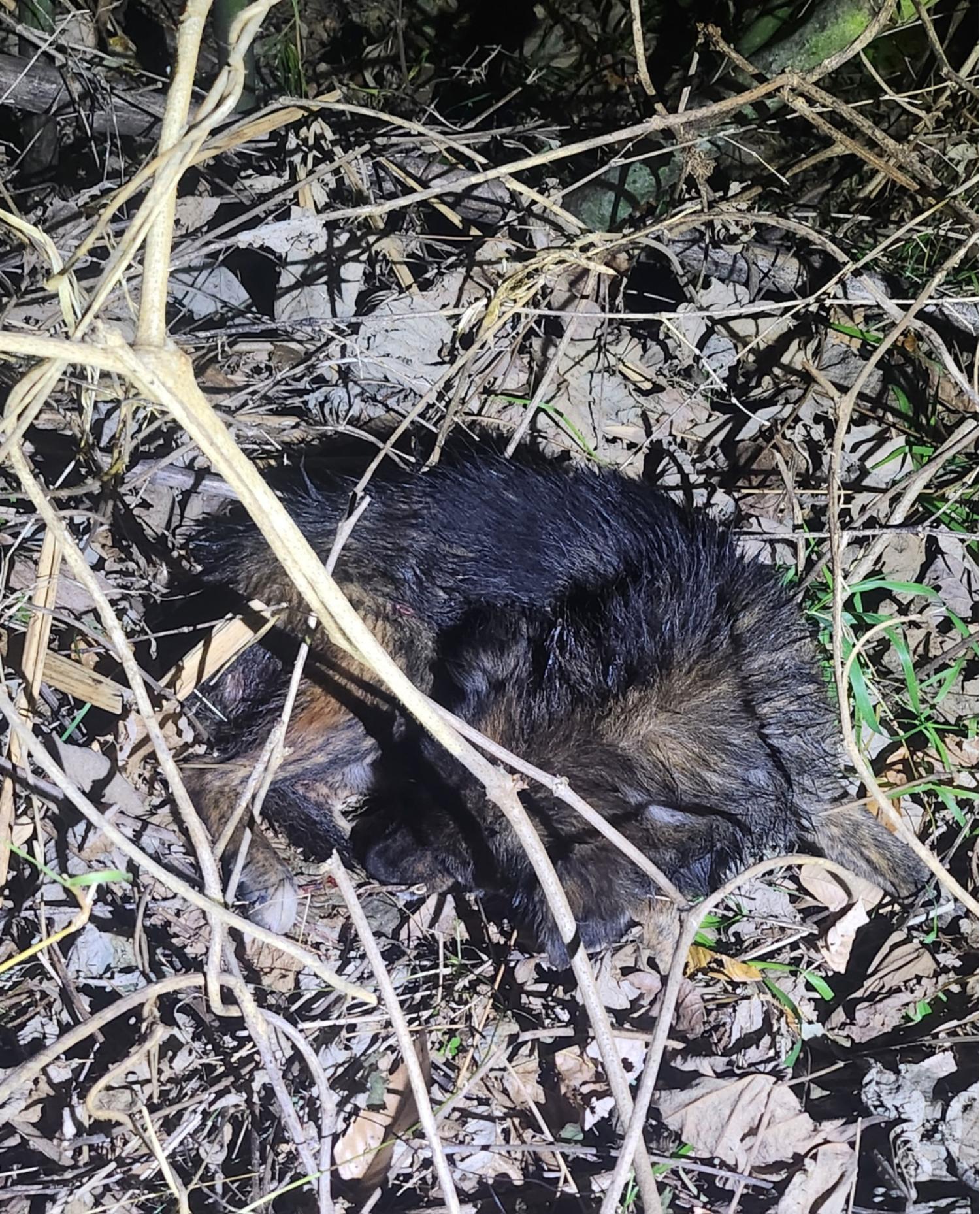 울산유기동물보호센터_431373202402057