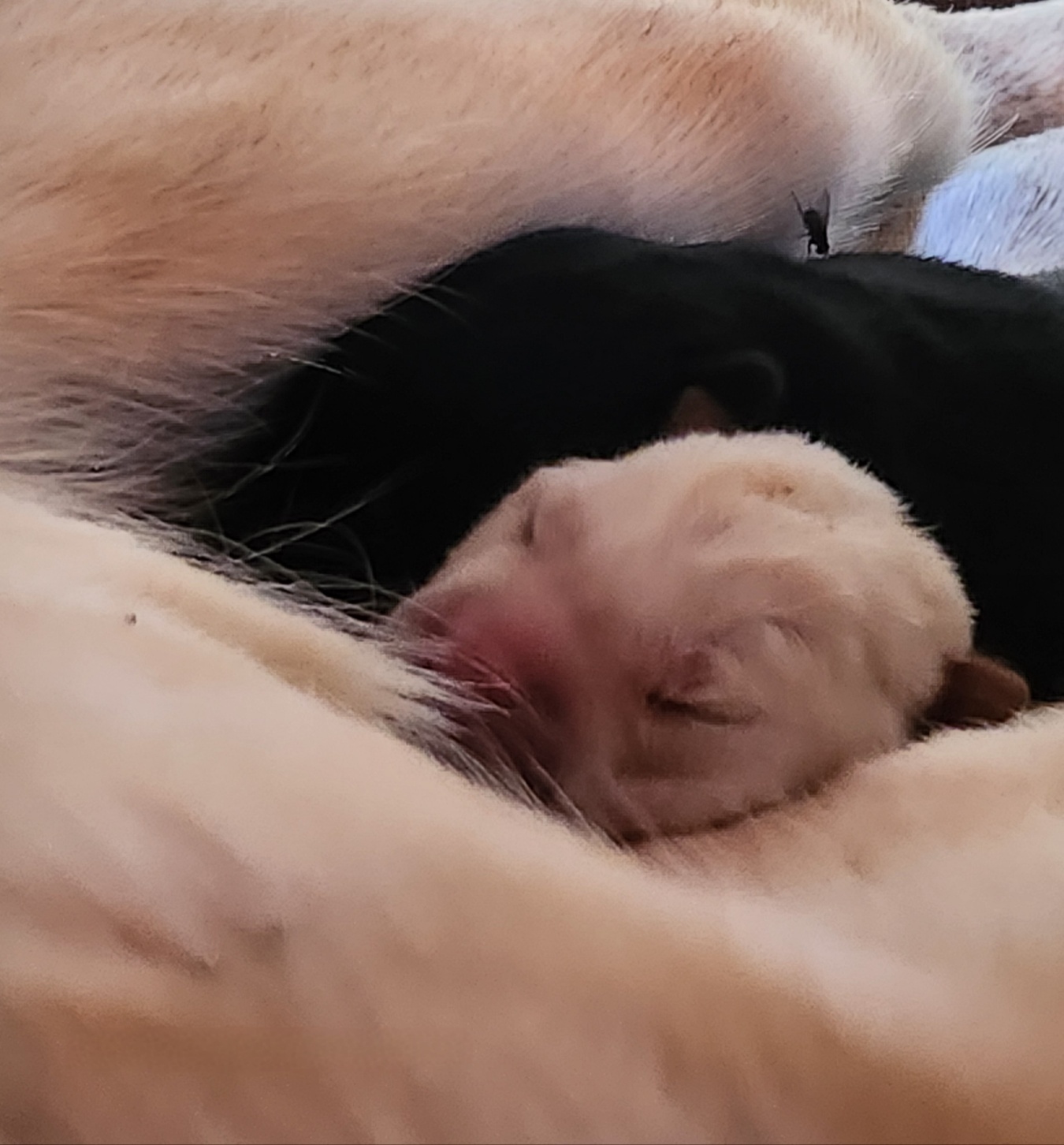 보호중 믹스견의 가…